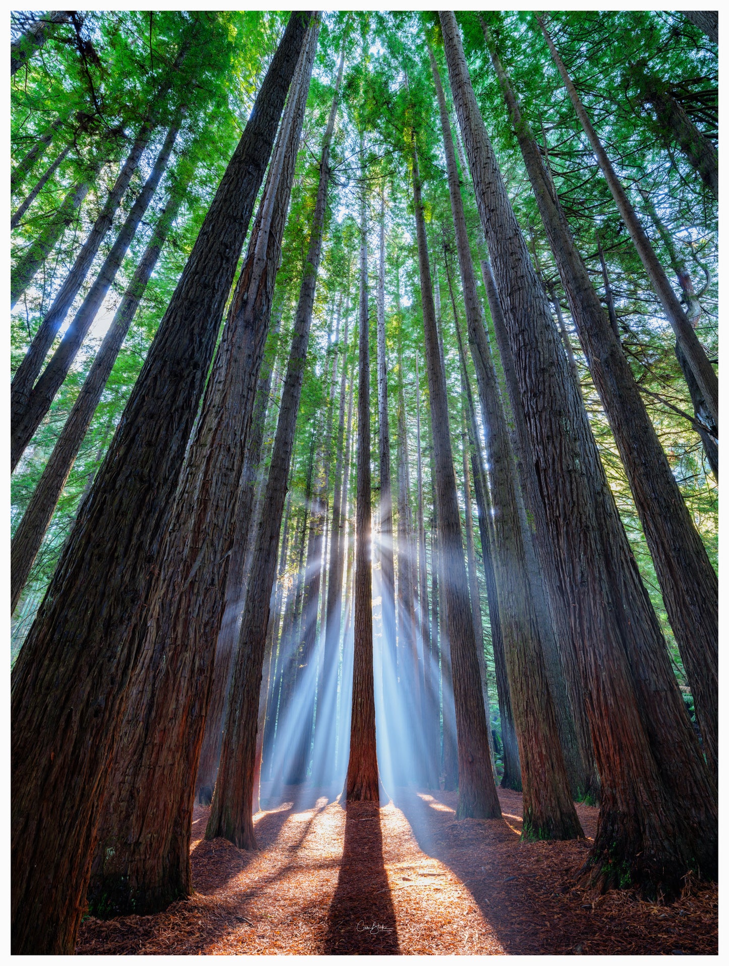 DSPS - Great Ocean Road Photography Workshop - July 26th to 30th - 2026 - 7 Places Available