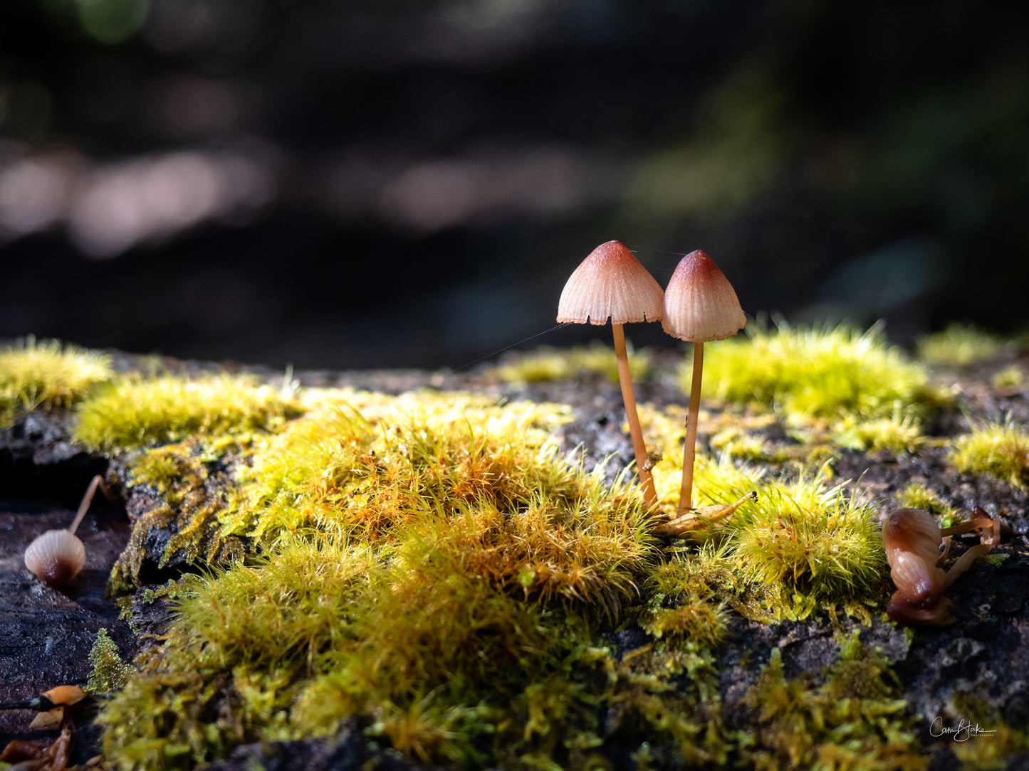 Tarkine to Cradle Autumn Mt Workshop - April 12th to 18th - 2024 - SOLD OUT!!