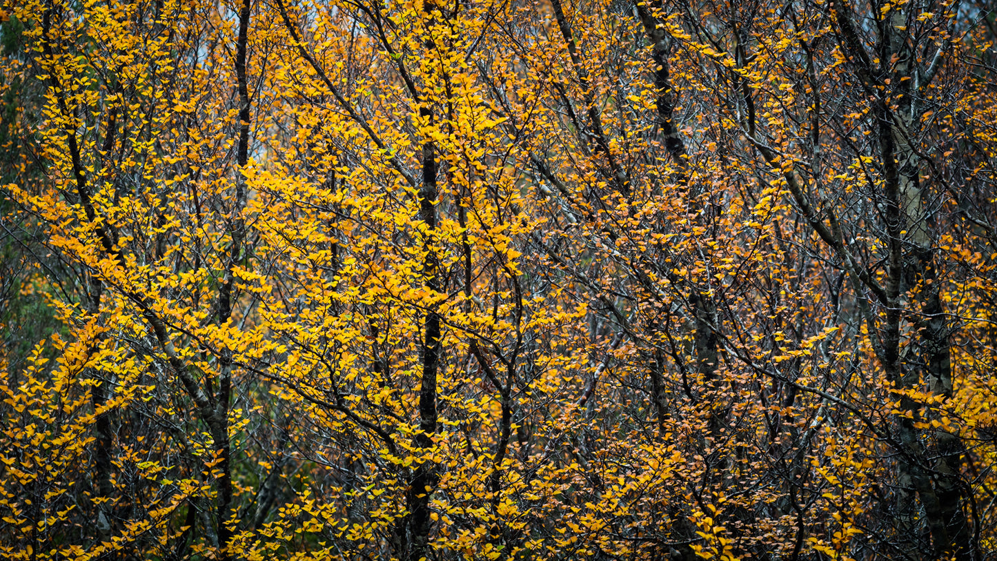 Tarkine to Cradle Autumn Mt Workshop - April 12th to 18th - 2024 - SOLD OUT!!