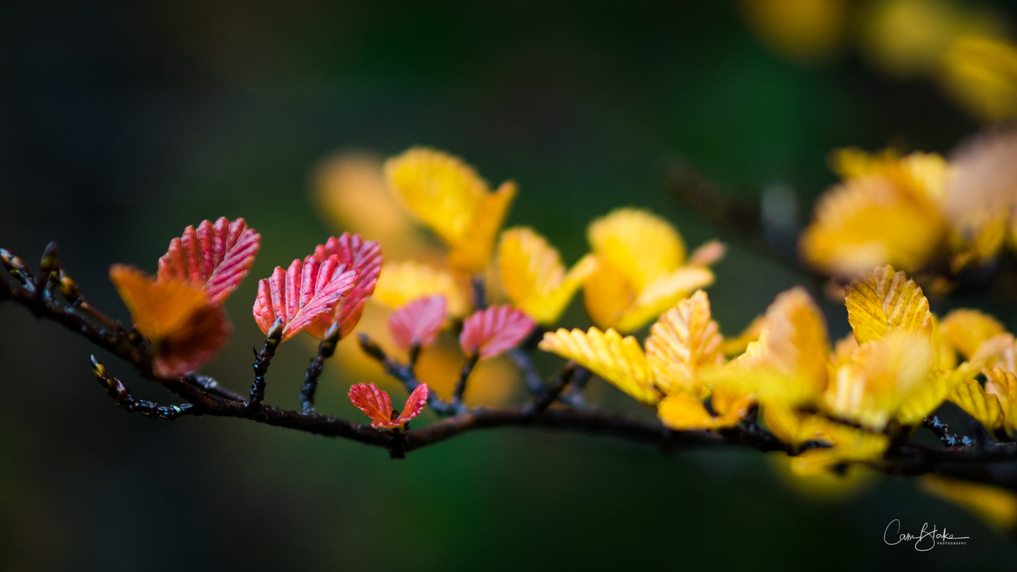 Tarkine to Cradle Autumn Mt Workshop - April 12th to 18th - 2024 - SOLD OUT!!