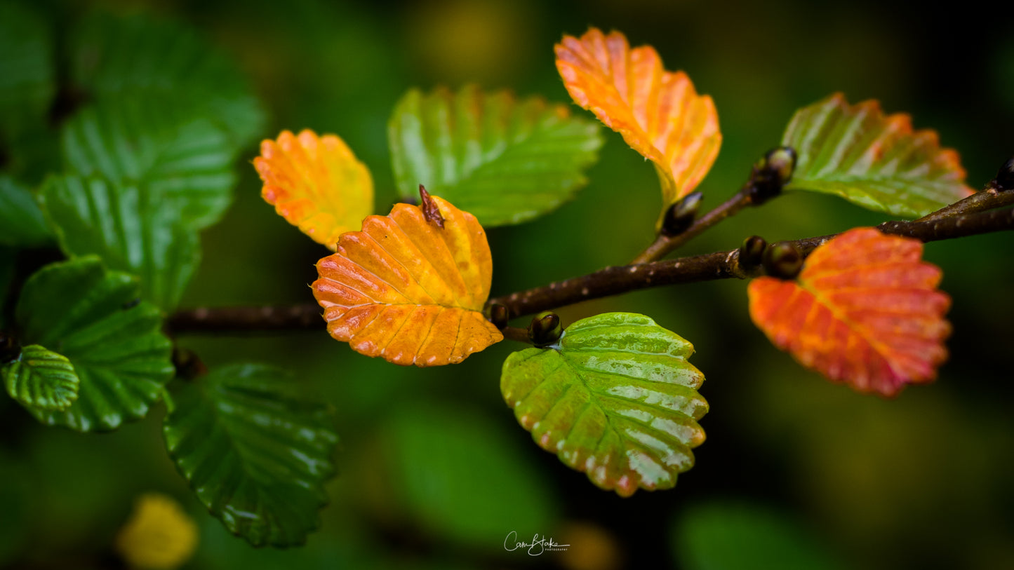 Tarkine to Cradle Autumn Mt Workshop - April 12th to 18th - 2024 - SOLD OUT!!