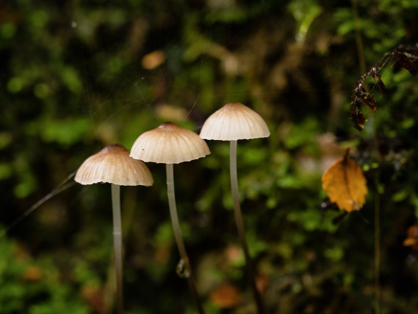 Tarkine to Cradle Autumn Mt Workshop - April 12th to 18th - 2024 - SOLD OUT!!