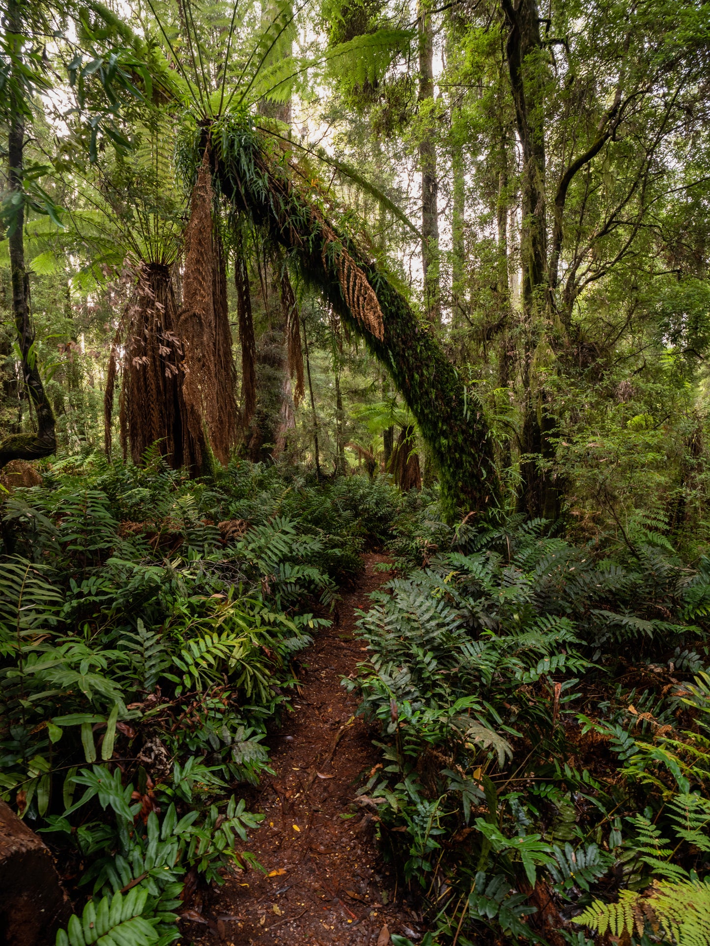 Tarkine to Cradle Autumn Mt Workshop - April 12th to 18th - 2024 - SOLD OUT!!