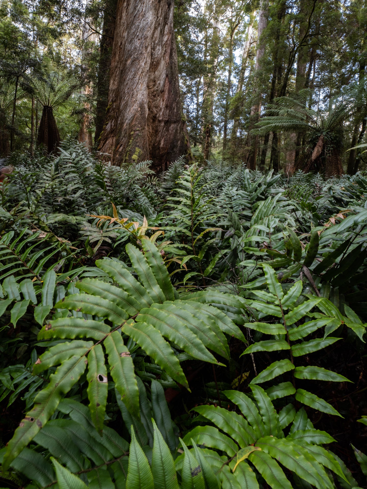 Tarkine to Cradle Autumn Mt Workshop - April 12th to 18th - 2024 - SOLD OUT!!