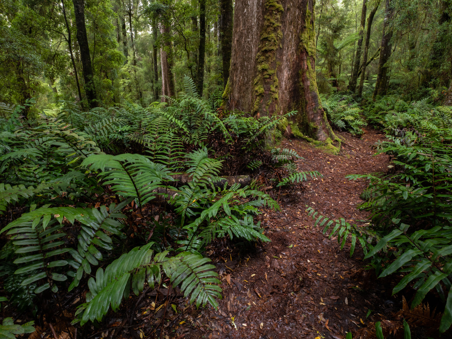 Tarkine to Cradle Autumn Mt Workshop - April 12th to 18th - 2024 - SOLD OUT!!