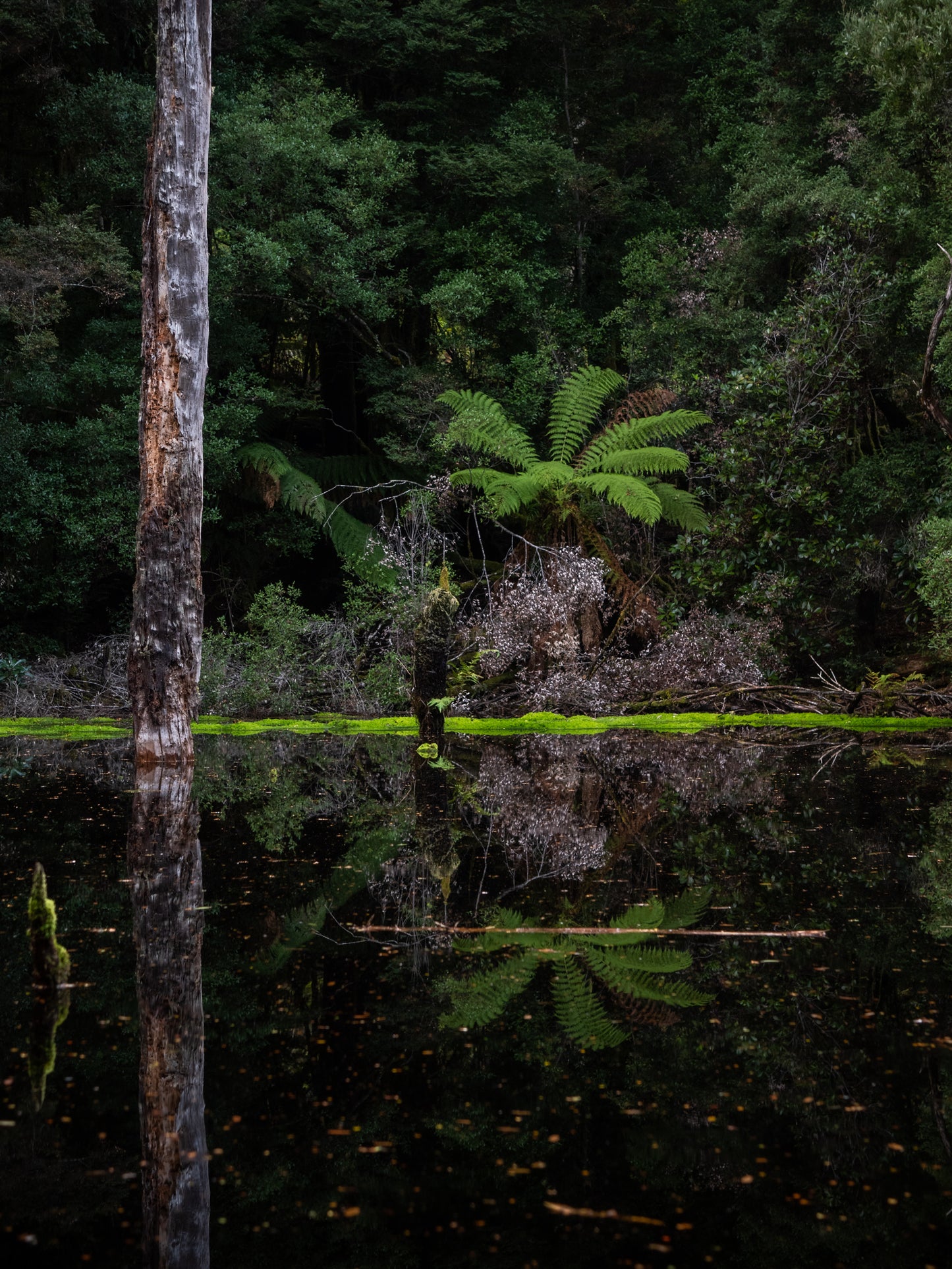 Tarkine to Cradle Autumn Mt Workshop - April 12th to 18th - 2024 - SOLD OUT!!