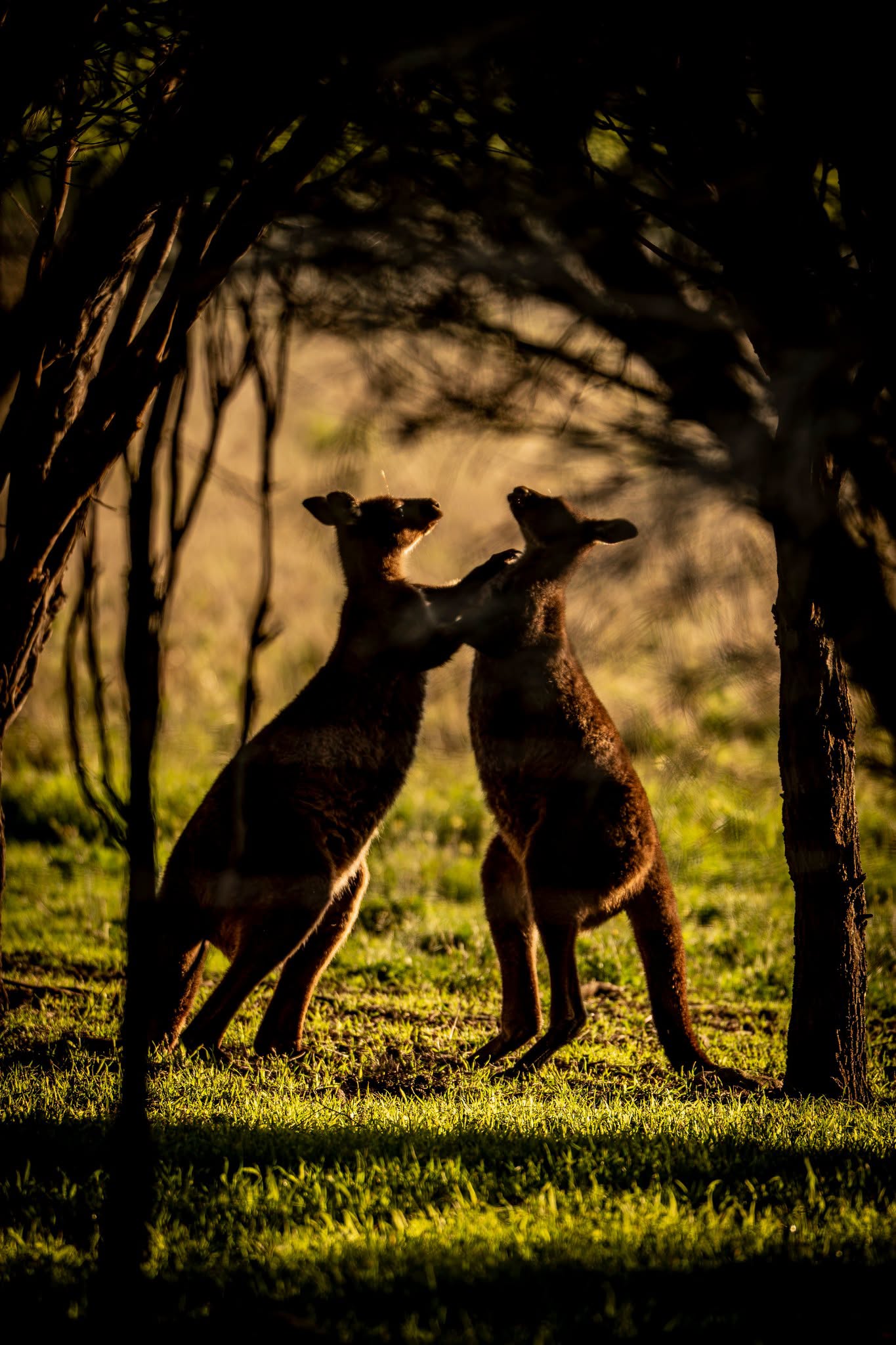 DSPS - Kangaroo Island Workshop - June 15th to 19th - 2027 - 7 Places Available