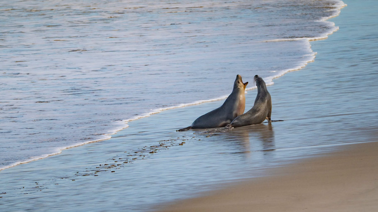 DSPS - Kangaroo Island Workshop - June 15th to 19th - 2027 - 7 Places Available