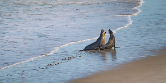 DSPS - Kangaroo Island Workshop - June 15th to 19th - 2027 - 7 Places Available