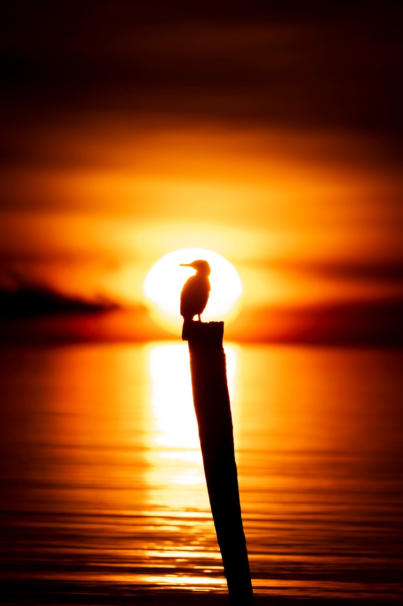 DSPS - Kangaroo Island Workshop - June 15th to 19th - 2027 - 7 Places Available