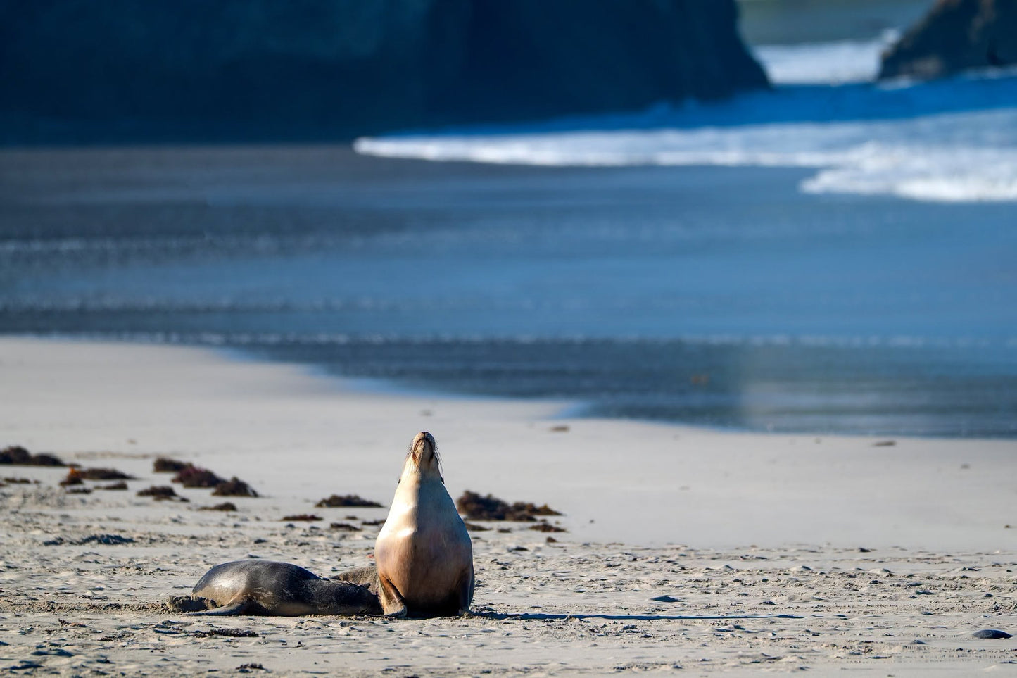 DSPS - Kangaroo Island Workshop - June 15th to 19th - 2027 - 7 Places Available