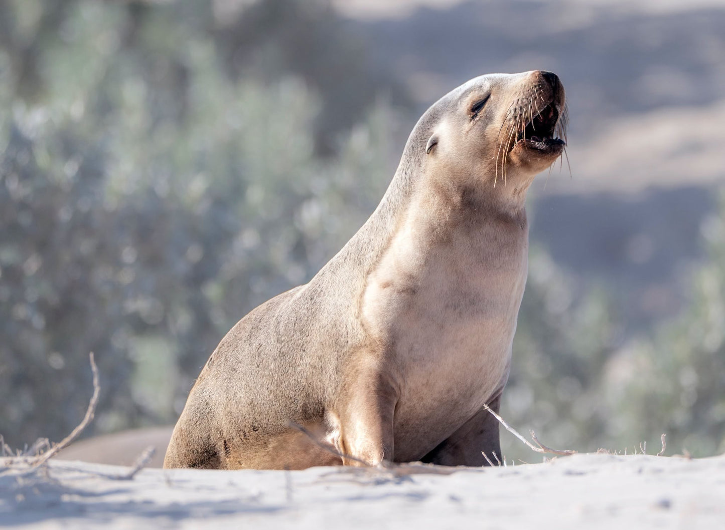 DSPS - Kangaroo Island Workshop - June 15th to 19th - 2027 - 7 Places Available
