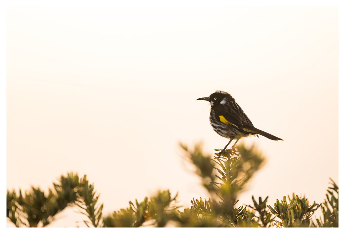 DSPS Bruny Island Photography Workshop 4 Days - March 2nd to 5th - 2027 - 7 Places Available