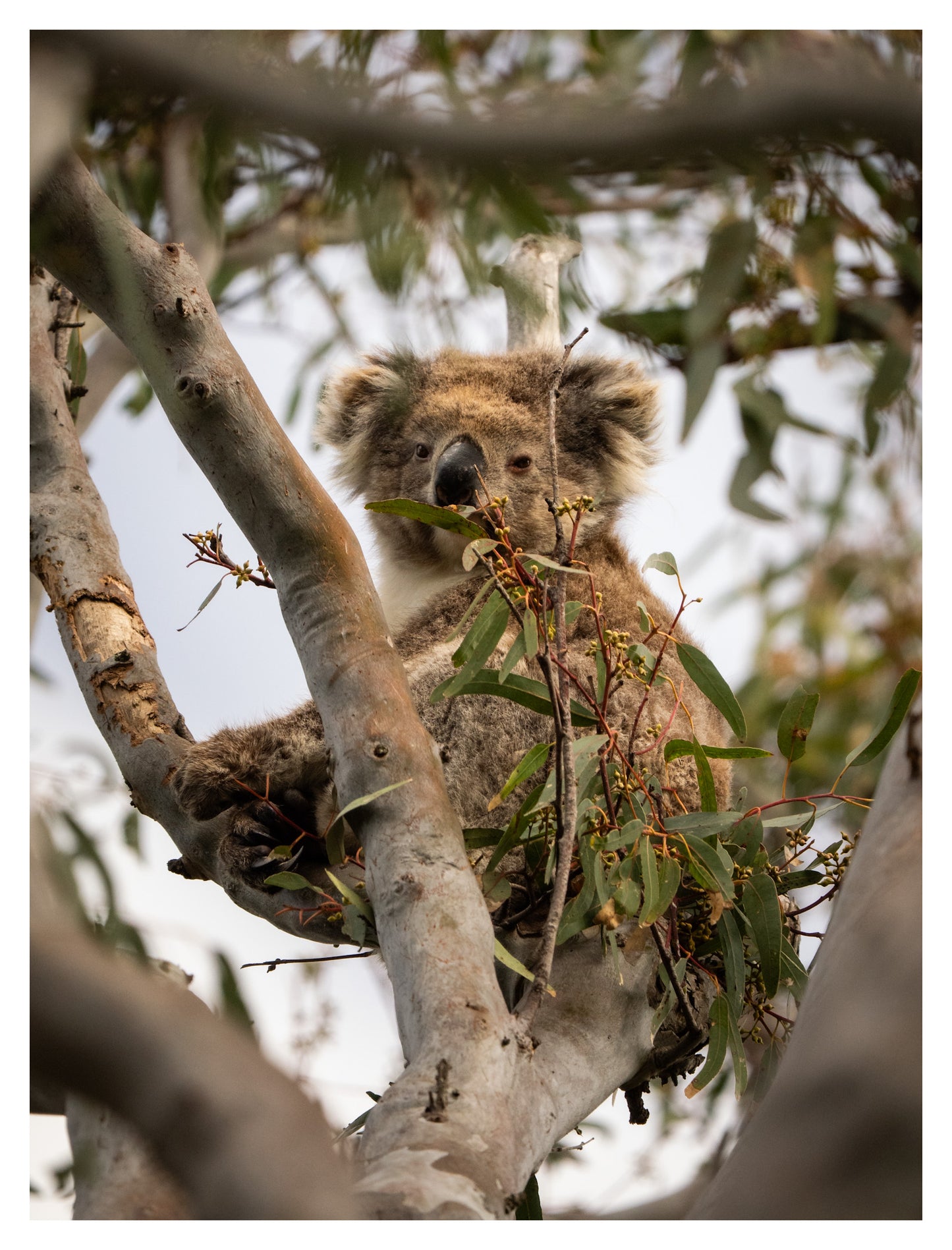 DSPS - Kangaroo Island Workshop - June 23rd to 27th - 2026 - SOLD OUT!!