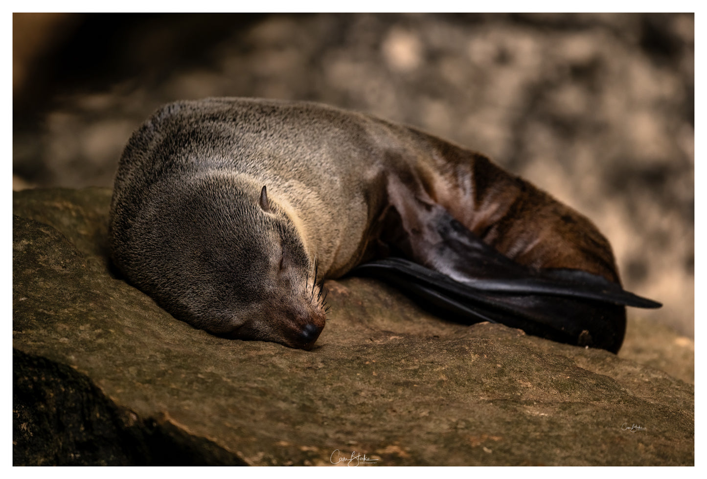 DSPS - Kangaroo Island Workshop - June 23rd to 27th - 2026 - SOLD OUT!!