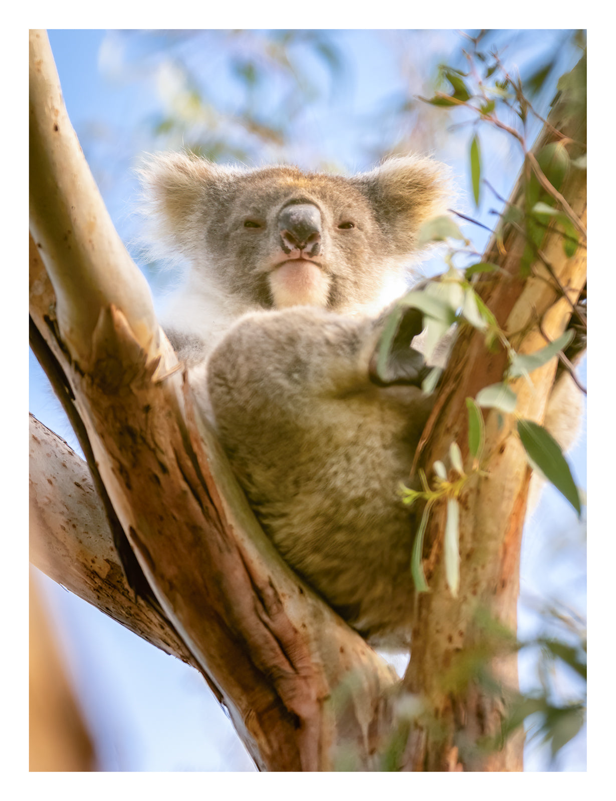 DSPS - Kangaroo Island Workshop - June 15th to 19th - 2027 - 7 Places Available