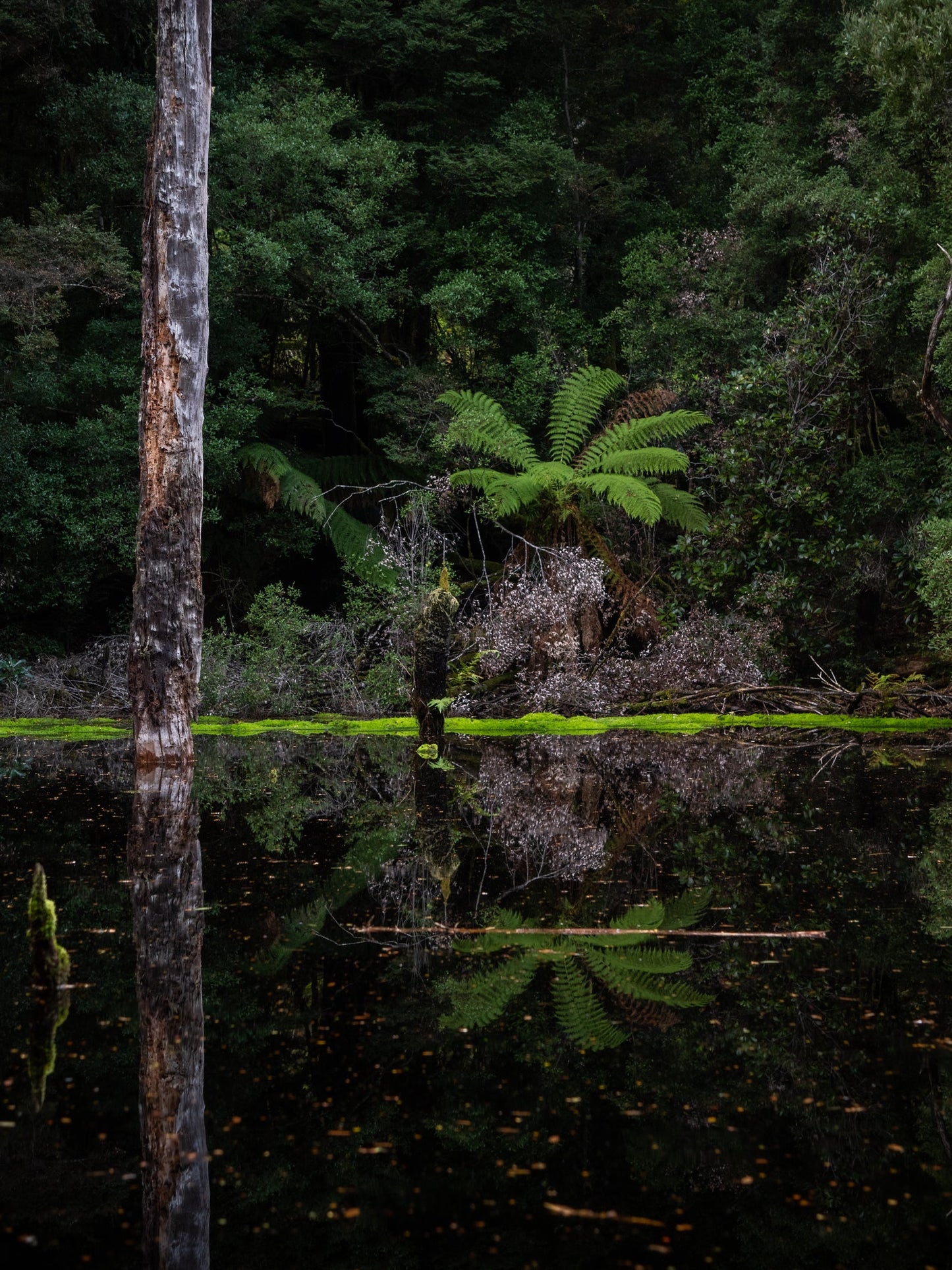 DSPS - Tarkine to Cradle Mt Workshop - August 15th to 20th - 2025 - 8 Places Available